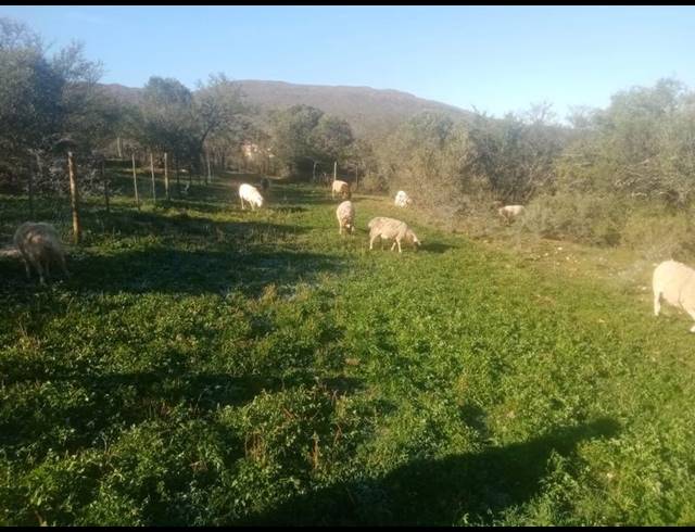 FARM FOR SALE IN OUDTSHOORN RURAL